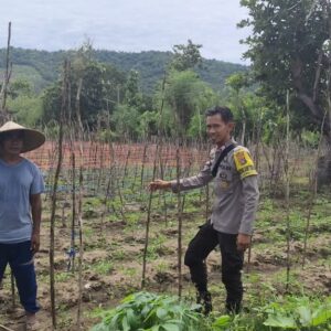 BHABINKAMTIBMAS DESA SONGGAJAH DORONG PEMANFAATAN PEKARANGAN RUMAH UNTUK DUKUNG KETAHANAN PANGAN NASIONAL