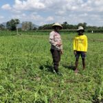 Ketahanan Pangan Nasional, Bhabinkamtibmas Polsek Bolo Intensifikan Pemantauan Pertumbuhan Jagung Warga Binaan