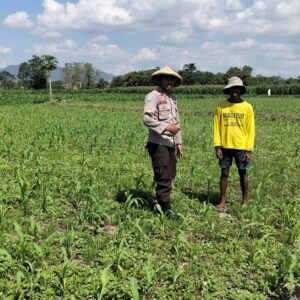 Ketahanan Pangan Nasional, Bhabinkamtibmas Polsek Bolo Intensifikan Pemantauan Pertumbuhan Jagung Warga Binaan