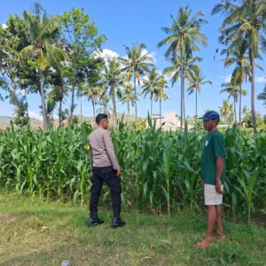 BHABINKAMTIBMAS DESA DOROKOBO MONITORING LAHAN JAGUNG WARGA, DORONG PENINGKATAN PRODUKSI PERTANIAN