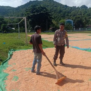 Jaga Kualitas Hasil Panen, Bhabinkamtibmas Rasabou Monitoring Proses Penjemuran Jagung