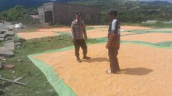 BHABINKAMTIBMAS DESA DAHA PANTAU PENJEMURAN HASIL PANEN JAGUNG, DORONG PETANI TINGKATKAN PRODUKTIVITAS DAN SALURKAN HASIL KE BULOG