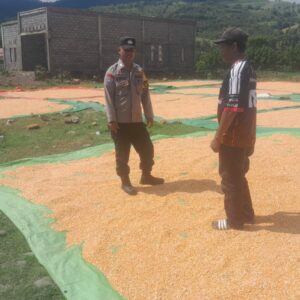 BHABINKAMTIBMAS DESA DAHA PANTAU PENJEMURAN HASIL PANEN JAGUNG, DORONG PETANI TINGKATKAN PRODUKTIVITAS DAN SALURKAN HASIL KE BULOG