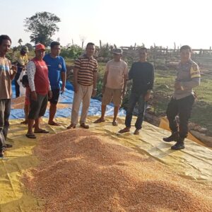 BHABINKAMTIBMAS DESA HU’U DAMPINGI PETANI JAGUNG, DUKUNG KETAHANAN PANGAN DAN KEMANDIRIAN EKONOMI WARGA