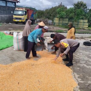 Dari Tanam hingga Panen, Bhabinkamtibmas Desa O’o Polsek Dompu Konsisten Dampingi Petani Jagung