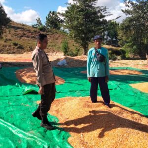 Komitmen Polri dalam mendukung program ketahanan pangan nasional terus diwujudkan melalui peran aktif Bhabinkamtibmas di wilayah binaan. Seperti yang dilakukan Bhabinkamtibmas Desa Cempi Jaya Polsek Hu’u, BRIPKA Ismail, yang melaksanakan pemantauan hasil panen jagung milik warga binaannya di Soo Mada Rangga, Desa Cempi Jaya, Kecamatan Hu’u, Kabupaten Dompu, Rabu (10/6/2026).  Kegiatan yang berlangsung mulai pukul 09.10 WITA tersebut menyasar hasil panen jagung milik Imran yang sedang dijemur guna mencapai kadar air sesuai standar yang ditetapkan oleh gudang penyaluran jagung. Proses penjemuran dilakukan untuk menjaga kualitas hasil panen sekaligus mencegah timbulnya jamur akibat pengaruh suhu dan kondisi cuaca yang dapat menurunkan mutu jagung.  Dalam kegiatan tersebut, BRIPKA Ismail memberikan pendampingan dan motivasi kepada petani agar terus memperhatikan kualitas hasil panen sebelum dipasarkan. Ia juga mengimbau warga binaannya untuk selalu berkoordinasi dengan Bhabinkamtibmas apabila menghadapi kendala dalam sektor pertanian sehingga dapat diteruskan kepada instansi terkait guna mendapatkan solusi yang tepat.  “Kami berharap para petani tidak ragu untuk menyampaikan berbagai kendala yang dihadapi di lapangan. Kehadiran Bhabinkamtibmas merupakan bagian dari upaya Polri untuk membantu masyarakat, termasuk dalam mendukung keberhasilan sektor pertanian,” ujar BRIPKA Ismail.  Kapolsek Hu’u, IPTU Ade Helmi, S.H., menyampaikan bahwa Bhabinkamtibmas memiliki peran strategis sebagai penghubung antara masyarakat dengan pemerintah maupun instansi terkait, termasuk dalam mendukung program ketahanan pangan.  “Bhabinkamtibmas diharapkan terus aktif mendampingi masyarakat, khususnya para petani, mulai dari proses tanam, perawatan hingga pascapanen. Kami juga mengimbau agar hasil pertanian yang telah memenuhi standar kualitas dapat disalurkan ke gudang Bulog guna mendukung ketersediaan cadangan pangan nasional,” ungkap IPTU Ade Helmi.  Sementara itu, Kapolres Dompu AKBP Sodikin Fahrojin Nur, S.I.K., melalui Kasi Humas Polres Dompu IPTU I Nyoman Suardika mengapresiasi langkah personel Bhabinkamtibmas yang terus hadir memberikan pendampingan kepada masyarakat.  “Kegiatan pemantauan dan pendampingan yang dilakukan Bhabinkamtibmas merupakan bentuk nyata dukungan Polri terhadap program ketahanan pangan nasional. Kehadiran anggota di tengah masyarakat tidak hanya menjaga keamanan dan ketertiban, tetapi juga membantu memastikan hasil pertanian masyarakat memiliki kualitas yang baik serta bernilai ekonomi tinggi. Kami berharap sinergi ini dapat terus memperkuat kesejahteraan petani dan mendukung ketahanan pangan daerah maupun nasional,” ujar IPTU Nyoman.  Melalui kegiatan tersebut, Polres Dompu terus menunjukkan komitmennya dalam mendukung sektor pertanian sebagai salah satu pilar utama pembangunan daerah dan penguatan ketahanan pangan nasional.