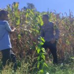 Dukung Ketahanan Pangan, Bhabinkamtibmas Desa Tatebal Dampingi Petani Optimalkan Lahan Produktif