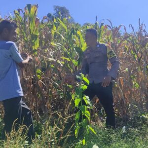 Dukung Ketahanan Pangan, Bhabinkamtibmas Desa Tatebal Dampingi Petani Optimalkan Lahan Produktif