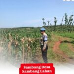 Polri Dukung Astacita, Polsek Merakurak Polres Tuban Turun Cek Tanaman Jagung Warga di Desa Sumberjo