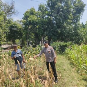 Polri Dukung Astacita, Polsek Rengel Polres Tuban Turun Cek Tanaman Jagung Warga di Desa Punggulrejo