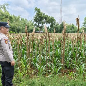 Monitoring Lahan Jagung Warga, Bhabinkamtibmas Polsek Tuban Dukung Swasembada Pangan