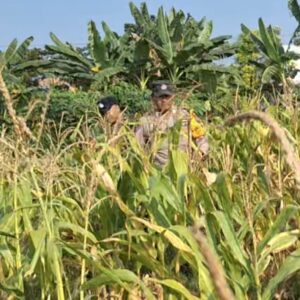 Pastikan Keamanan Dari Aksi Pencurian Jagung, Polsek Widang Patroli Lahan Pertanian