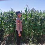 Polsek Singgahan Polres Tuban Turun Cek Tanaman jagung Warga di Desa Mulyorejo