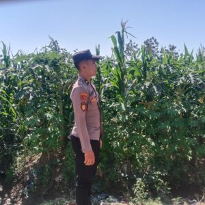 Polsek Singgahan Polres Tuban Turun Cek Tanaman jagung Warga di Desa Mulyorejo