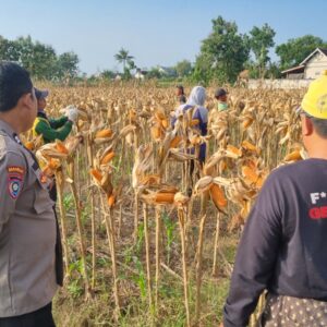Anggota Polsek Bancar Polres Tuban Melaksanakan Panen Jagung Bersama Warga Desa Ngampelrejo