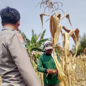 Polri Dukung Program Astacita, Bhabinkamtibmas Desa Ngawun Polsek Parengan Polres Tuban sambang petani jagung di Desa Ngawun Kec. Parengan