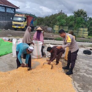 Dari Tanam hingga Panen, Bhabinkamtibmas Desa O’o Polsek Dompu Konsisten Dampingi Petani Jagung