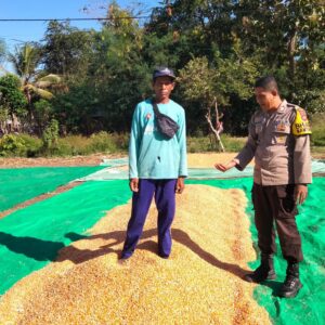 Cegah Penurunan Mutu Hasil Panen, Bhabinkamtibmas Awasi Proses Penjemuran Jagung