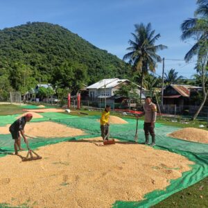 Pemanfaatan Lahan Pekarangan Jadi Pesan Bhabinkamtibmas Saat Pantau Hasil Panen Jagung