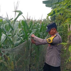 Polres Tuban Dukung Program Astacita, Kanit Binmas Polsek Kenduruan Turun Langsung Cek Lahan Jagung Warga