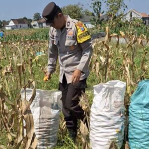 Bhabinkamtibmas Polsek Widang Bantu Panen Jagung di Desa Binaannya