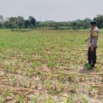 Polsek Montong Polres Tuban Turun Cek Tanaman jagung Warga di Desa Jetak