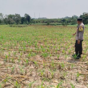 Dukung Astacita, Polsek Jatirogo Polres Tuban Pantau Langsung Lahan Jagung Warga Desa Paseyan