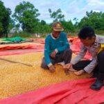 Polres Bima Kota Dukung Sektor Pertanian Melalui Monitoring Hasil Panen Jagung