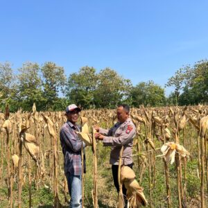 Anggota Polsek Bancar Polres Tuban Monitoring Tanaman Jagung Siap Panen
