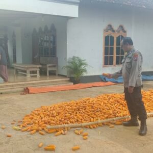 Polri Dukung Astacita, Polsek Semanding Polres Tuban Turun Cek Tanaman jagung milik Warga di Desa Tegalagung