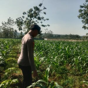 Polsek Singgahan Polres Tuban Turun Cek Tanaman jagung Warga di Desa Saringembat