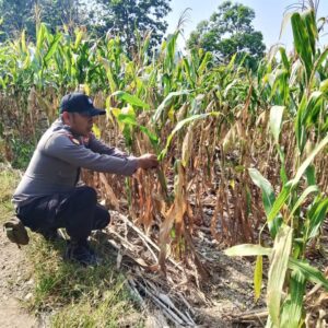 Polsek Soko Polres Tuban Polda Jawa Timur Bergerak! Dukung Penuh Swasembada Pangan Presiden Prabowo Melalui Pendampingan Petani