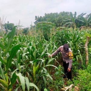 Sambangi Lahan Jagung Warga, Bhabinkamtibmas Desa Kembangbilo Dukung Program Ketahanan Pangan