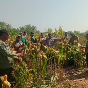 Polsek Senori Polres Tuban Polda Jatim Panen Jagung Bersama Petani Binaan di Desa Medalem