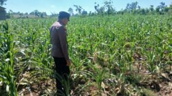 Polsek Tambakboyo Polres Tuban Turun Cek Tanaman jagung Warga di Desa Belikanget
