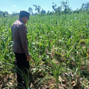 Polsek Tambakboyo Polres Tuban Turun Cek Tanaman jagung Warga di Desa Belikanget