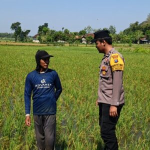 Polri Dukung Astacita, Polsek Parengan Polres Tuban Cek Lokasi Tanaman Padi milik warga di Desa Pacing Kec. Parengan Kab. Tuban.