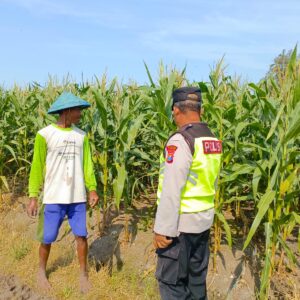 Polri Dukung Astacita, Polsek Rengel Polres Tuban Turun Cek Tanaman Jagung Warga di Desa Maibit