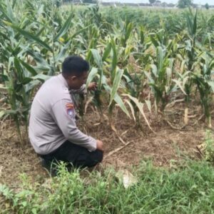 Polsek Jenu Polres Tuban Turun Cek Tanaman jagung Warga di Desa Rawasan