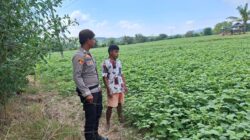 Bhabinkamtibmas Polsek Plampang Dampingi Petani Kacang Hijau di Orong Usar