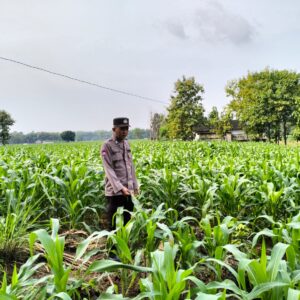 Polsek Plumpang Polres Tuban Turun Cek Tanaman jagung Warga di Desa Plandirejo