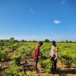 Dukung Peningkatan Kualitas Hasil Tani, Bhabinkamtibmas Desa Jaya Makmur Dampingi Petani Cabai
