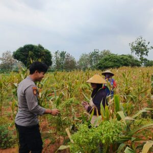 Sinergi Polri dan Petani, Bripda Shandy Turun Ke Sawah Sukseskan Panen Jagung di Desa Siding
