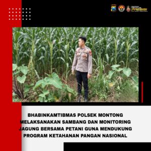 Polsek Montong Polres Tuban Turun Cek Tanaman jagung Warga di Desa Pakel