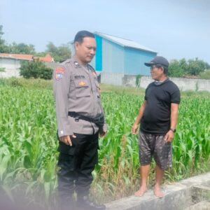 Polri Dukung Astacita, Polsek Palang Polres Tuban Turun Cek Tanaman jagung milik Warga di Desa Cepokorejo