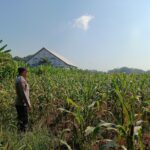 Polri Dukung Astacita, Polsek Semanding Polres Tuban Turun Cek Tanaman jagung milik Warga di Desa Semanding