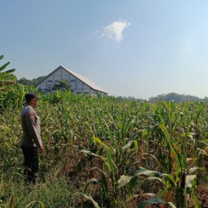 Polri Dukung Astacita, Polsek Semanding Polres Tuban Turun Cek Tanaman jagung milik Warga di Desa Semanding
