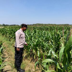 Perkuat Ketahanan Pangan, Personel Polsek Bangilan Monitoring Lahan Jagung di Wilayah Binaan