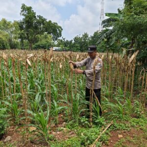 Bhabinkamtibmas Polsek Tuban Monitoring Lahan Jagung Warga di Kelurahan Mondokan Dukung Ketahanan Pangan