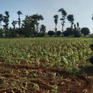 Anggota Bhabinkamtibmas Polsek Jenu Polres Tuban Turun ke Ladang, sambang lahan pertanian.
